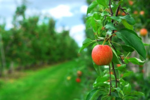 Apple-Orchard