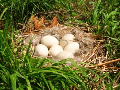 Goose-Eggs