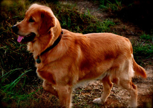 golden-retriever