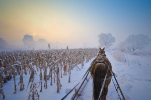 horse-in-the-snow