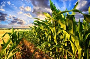 Cornfield