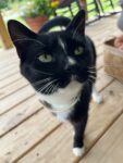 A Cat Tale (The latest news from Watervalley.) A Cat Tale (The latest news from Watervalley.)